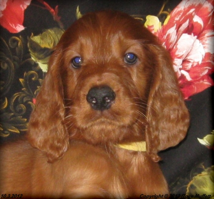 AKC Irish Setter Puppy For Sale