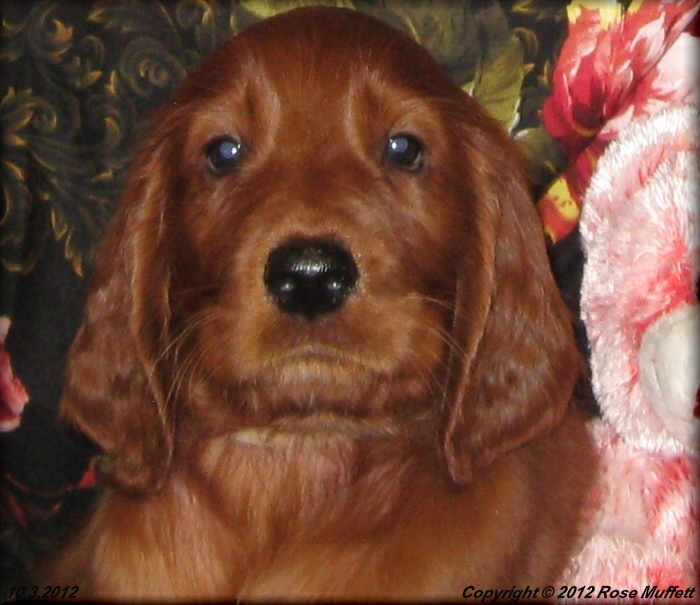 AKC Irish Setter Puppy For Sale