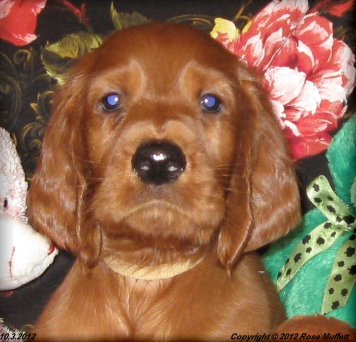 AKC Irish Setter Puppy For Sale