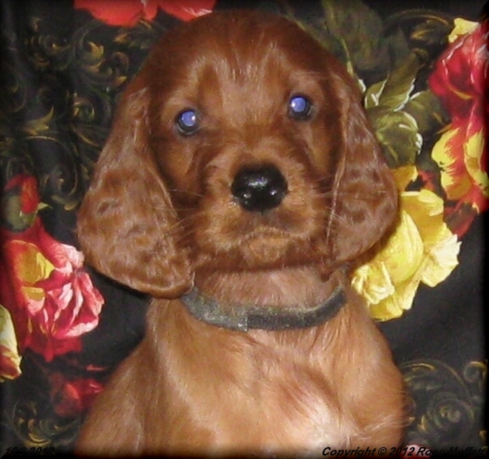 AKC Irish Setter Puppy For Sale