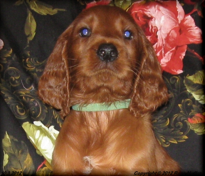 AKC Irish Setter Puppy For Sale