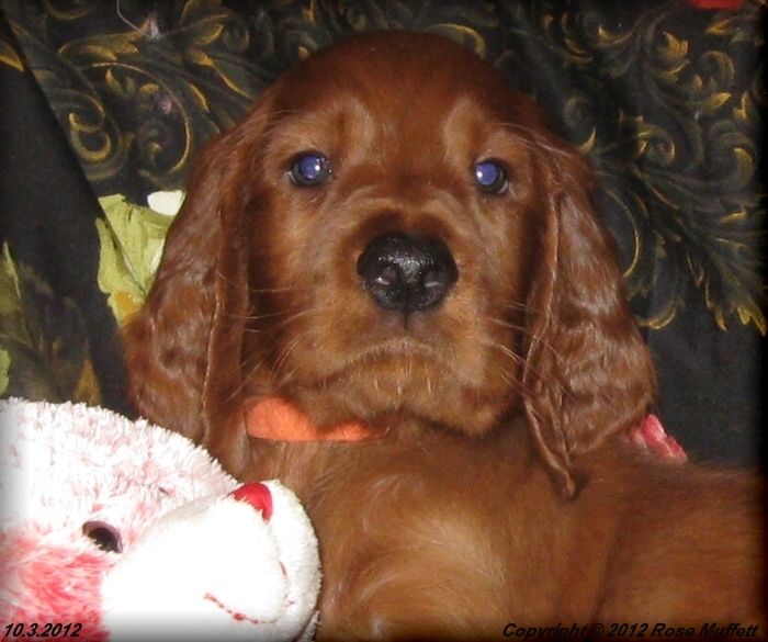 AKC Irish Setter Puppy For Sale