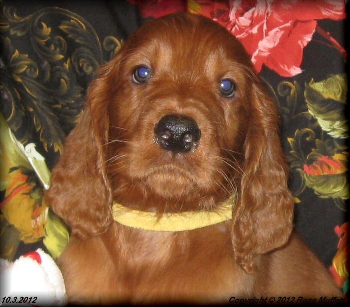 AKC Irish Setter Puppy For Sale