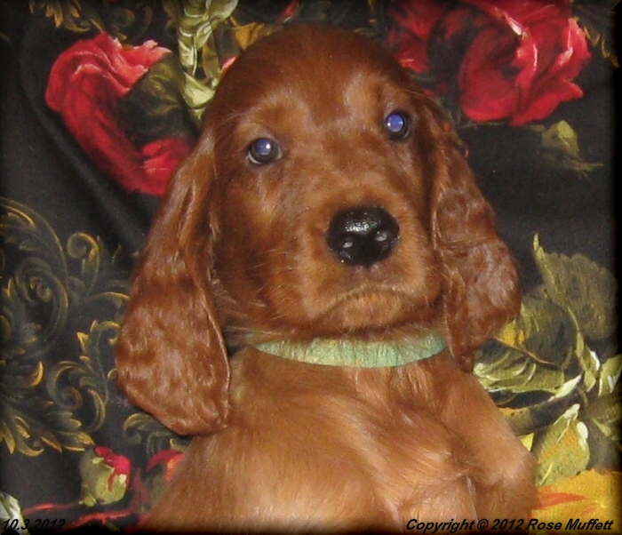 AKC Irish Setter Puppy For Sale