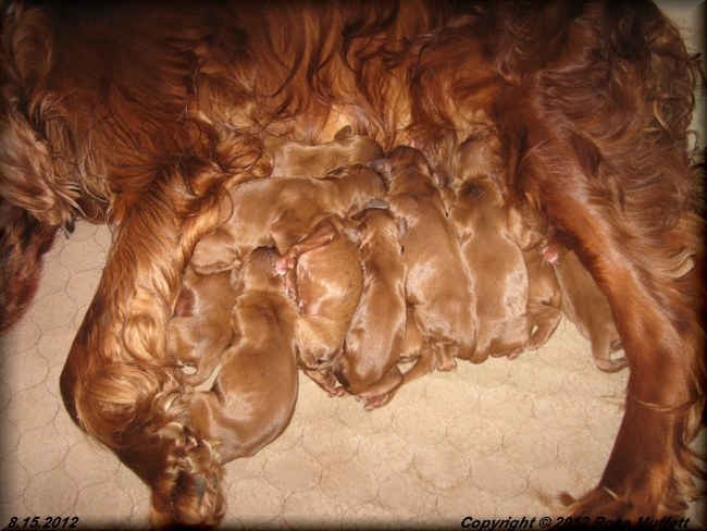 Ginger's Puppies