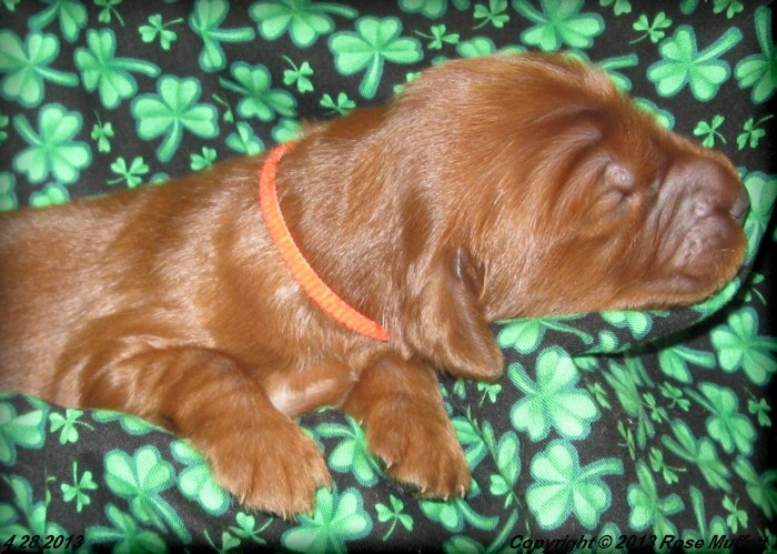 AKC Irish Setter Puppy For Sale
