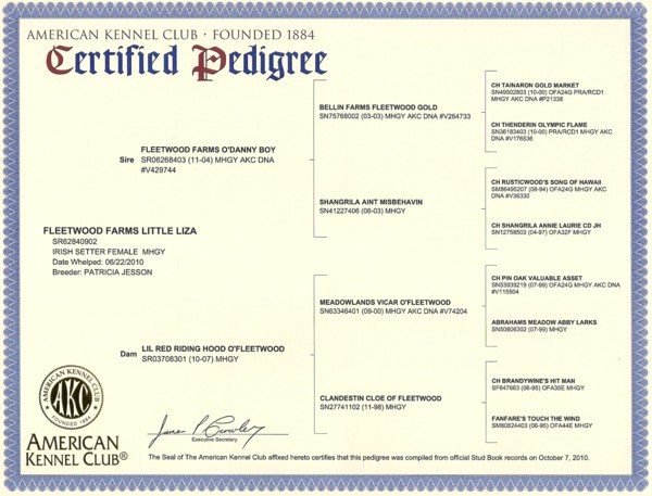 AKC Irish Setter Certificate