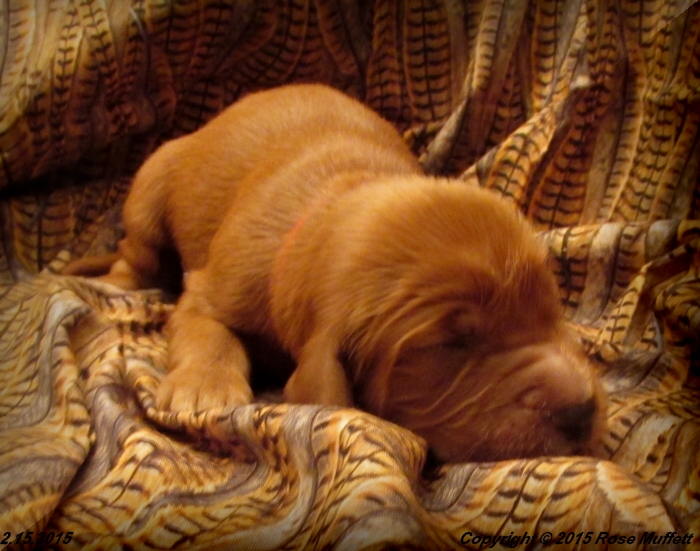 Irish Setter Puppy For Sale