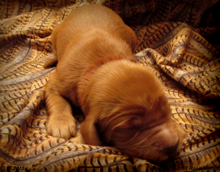 Irish Setter Puppy For Sale
