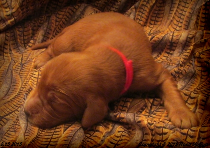 Irish Setter Puppy For Sale