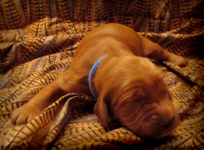 Irish Setter Puppy For Sale