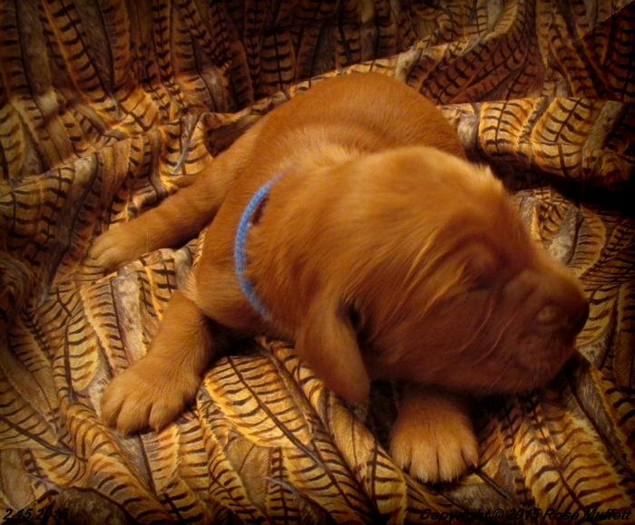 Irish Setter Puppy For Sale