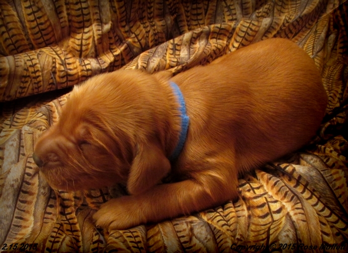 Irish Setter Puppy For Sale