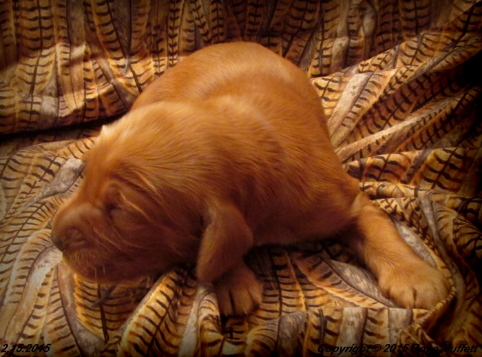 Irish Setter Puppy For Sale