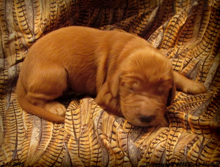 Irish Setter Puppy For Sale
