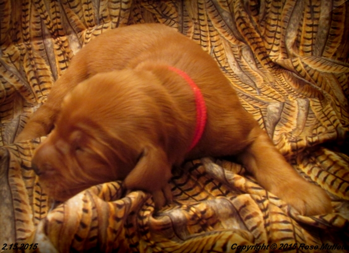 Irish Setter Puppy For Sale