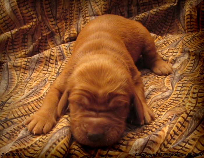 Irish Setter Puppy For Sale