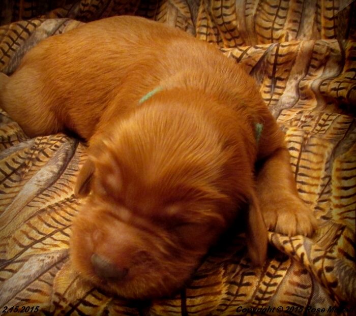 Irish Setter Puppy For Sale