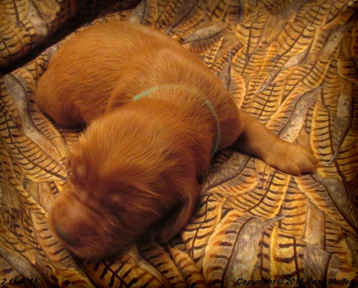 Irish Setter Puppy For Sale