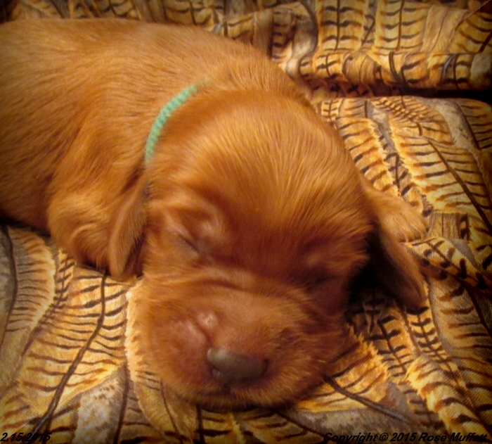 Irish Setter Puppy For Sale