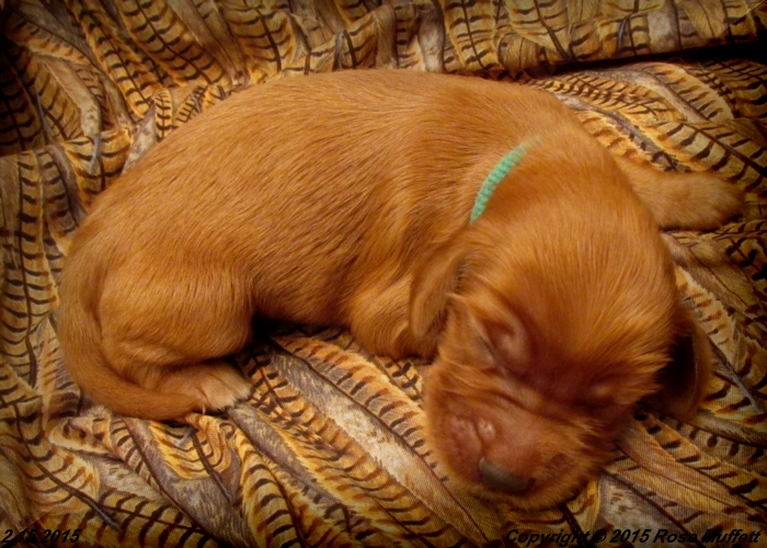 Irish Setter Puppy For Sale