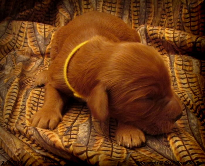 Irish Setter Puppy For Sale