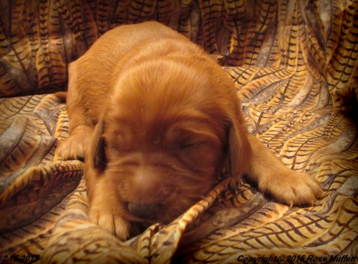 Irish Setter Puppy For Sale