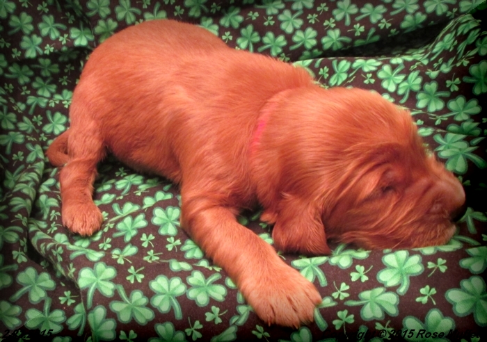 Irish Setter Puppy For Sale
