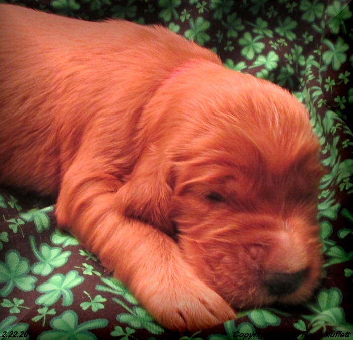 Irish Setter Puppy For Sale
