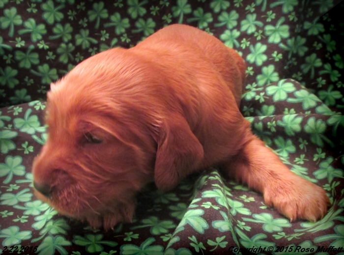 Irish Setter Puppy For Sale
