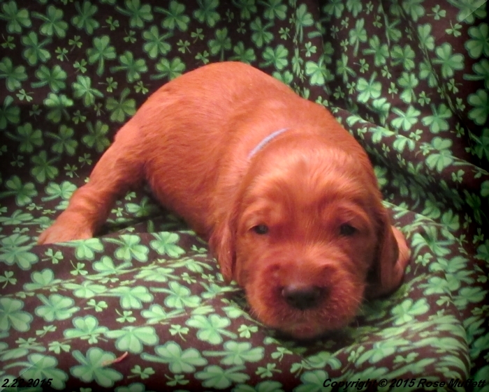 Irish Setter Puppy For Sale