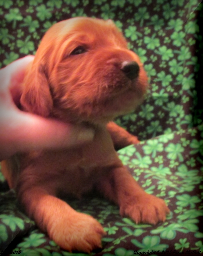 Irish Setter Puppy For Sale