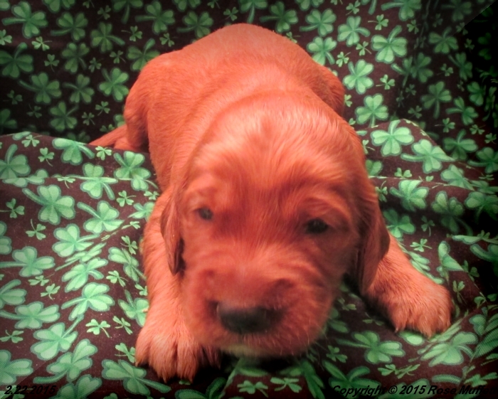 Irish Setter Puppy For Sale