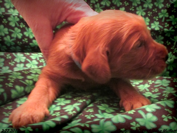 Irish Setter Puppy For Sale