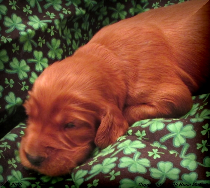 Irish Setter Puppy For Sale