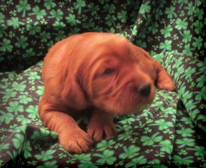 Irish Setter Puppy For Sale