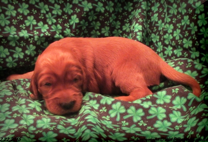 Irish Setter Puppy For Sale