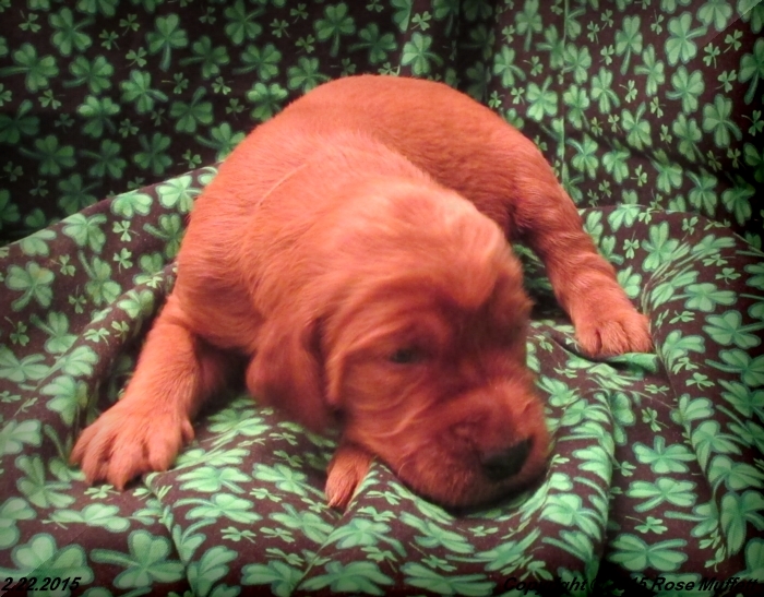 Irish Setter Puppy For Sale