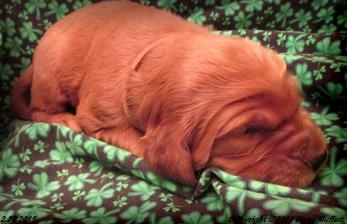 Irish Setter Puppy For Sale