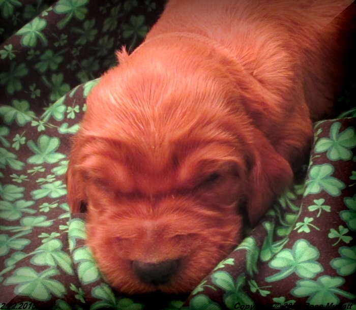 Irish Setter Puppy For Sale