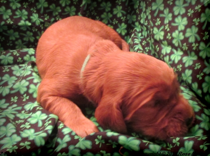Irish Setter Puppy For Sale