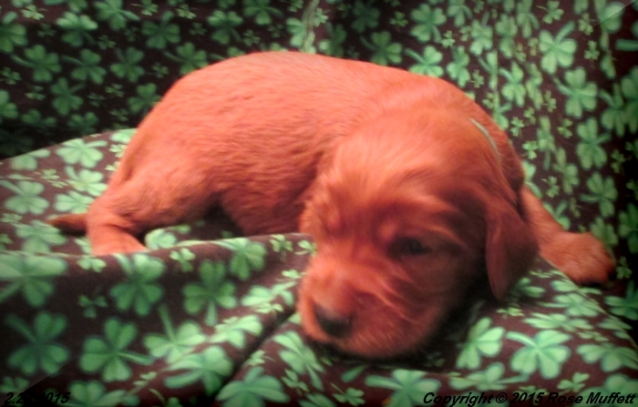 Irish Setter Puppy For Sale