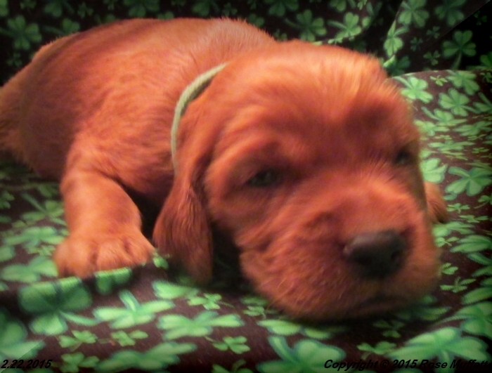 Irish Setter Puppy For Sale