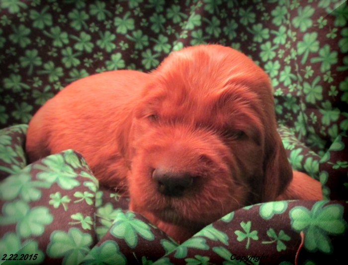 Irish Setter Puppy For Sale