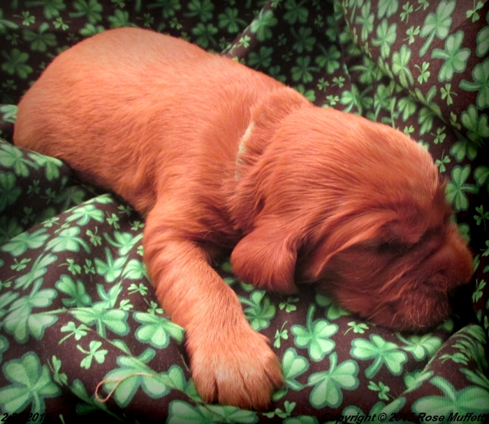 Irish Setter Puppy For Sale