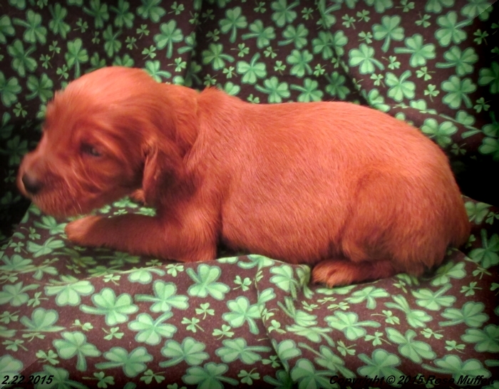 Irish Setter Puppy For Sale