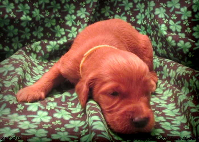 Irish Setter Puppy For Sale