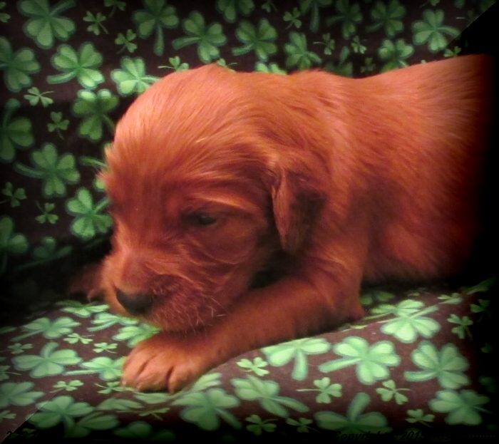 Irish Setter Puppy For Sale
