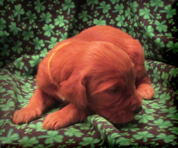 Irish Setter Puppy For Sale