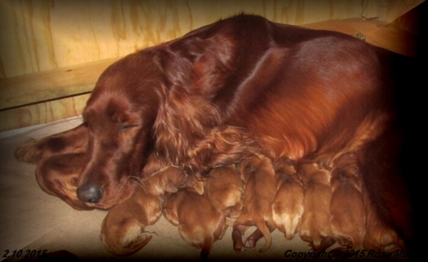 AKC Irish Setter Puppy For Sale